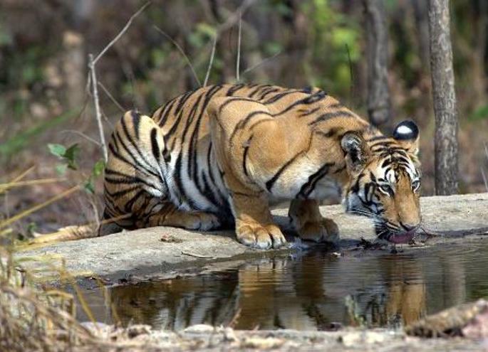 Melghat tiger project found 16 tigers, 29 leopard | मेळघाट व्याघ्र प्रकल्पात आढळले १६ वाघ, २९ बिबट! Melghat tiger project found 16 tigers, 29 leopard | मेळघाट व्याघ्र प्रकल्पात आढळले १६ वाघ, २९ बिबट!