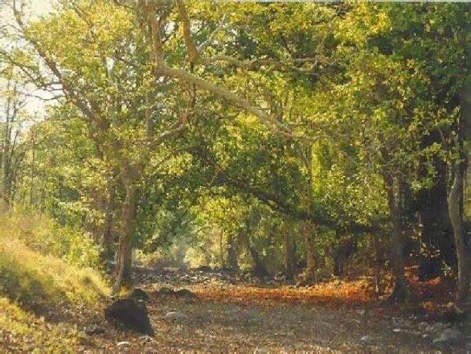 Chief conservator of the Melghat on the illegal tree trunk | मेळघाटच्या अवैध वृक्षतोडीवर मुख्य वनसंरक्षक संतापले Chief conservator of the Melghat on the illegal tree trunk | मेळघाटच्या अवैध वृक्षतोडीवर मुख्य वनसंरक्षक संतापले