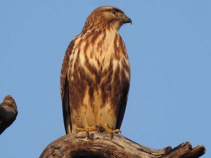 Pakistani 'Common Buzzard' found for the first time in Melghat | मेळघाटात पहिल्यांदाच आढळला पाकिस्तानी ‘कॉमन बझार्ड’