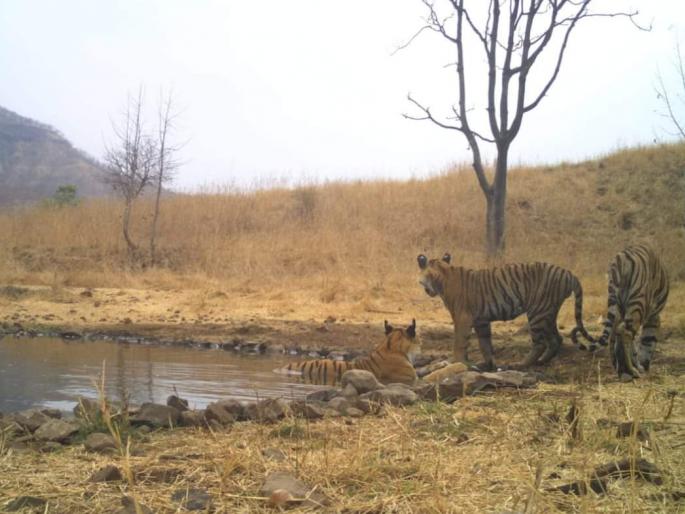 Student sight Four Tigers in Jungle Safari | जंगल सफारीत विद्यार्थ्यांना घडले चार वाघांचे दर्शन Student sight Four Tigers in Jungle Safari | जंगल सफारीत विद्यार्थ्यांना घडले चार वाघांचे दर्शन