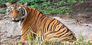 Death of three tigers, three leopards in Melghat tiger project | मेळघाट व्याघ्र प्रकल्पात वर्षभरात तीन वाघ, तीन बिबट्यांचा मृत्यू Death of three tigers, three leopards in Melghat tiger project | मेळघाट व्याघ्र प्रकल्पात वर्षभरात तीन वाघ, तीन बिबट्यांचा मृत्यू