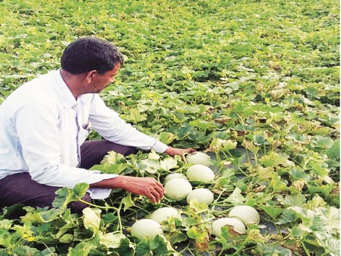 Farmer's successful melon farming in 'off Season' in Hingili district | ‘आॅफ सिजन’मध्ये फुलविली खरबुजाची बाग Farmer's successful melon farming in 'off Season' in Hingili district | ‘आॅफ सिजन’मध्ये फुलविली खरबुजाची बाग