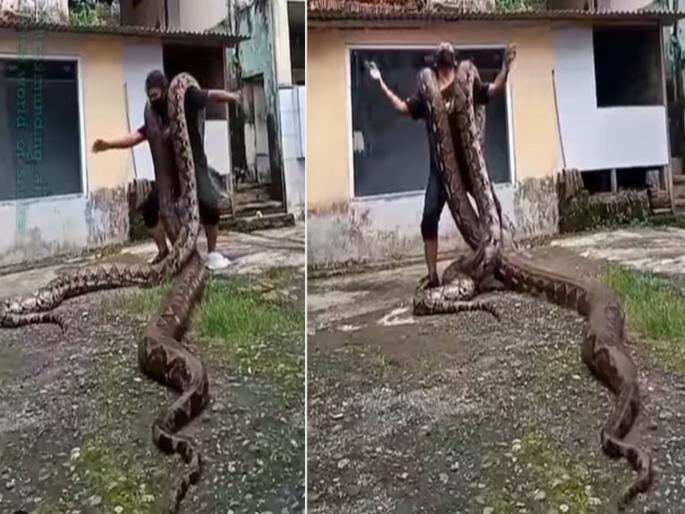 Man loaded two dangerous pythons on his shoulders then start doing dance | दोन खतरनाक अजगर खांद्यावर घेऊन त्याने केलं असं काही, बघा थक्क करणारा व्हिडीओ Man loaded two dangerous pythons on his shoulders then start doing dance | दोन खतरनाक अजगर खांद्यावर घेऊन त्याने केलं असं काही, बघा थक्क करणारा व्हिडीओ