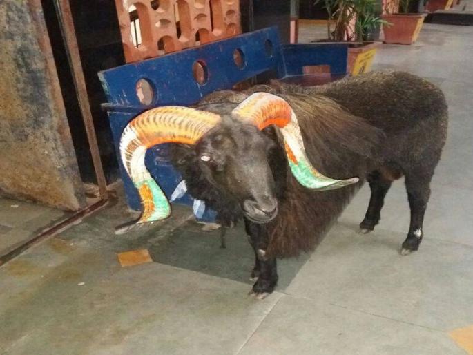 The fakhar ram rokhli Mahalaxmi Express, leaving the train for an hour to delay Mumbai | फायटर मेंढ्याने रोखली महालक्ष्मी एक्स्प्रेस, एक तास विलंबाने ट्रेन मुंबईला रवाना The fakhar ram rokhli Mahalaxmi Express, leaving the train for an hour to delay Mumbai | फायटर मेंढ्याने रोखली महालक्ष्मी एक्स्प्रेस, एक तास विलंबाने ट्रेन मुंबईला रवाना