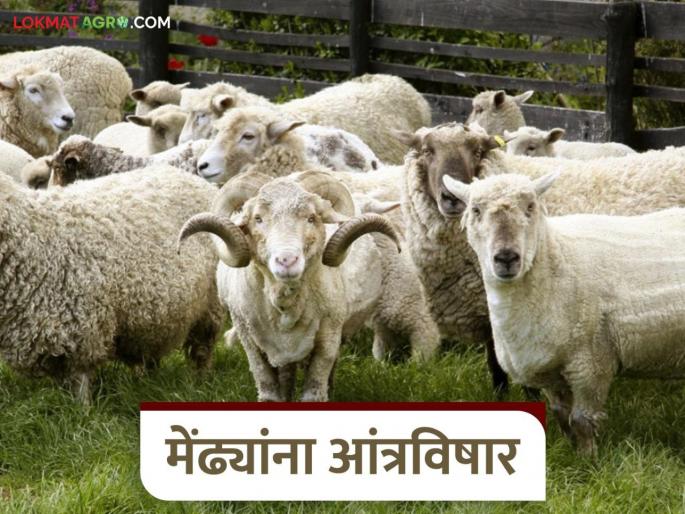 Latest News Control of antravishar disease in goats and sheep know the details | 'हा' आजार झाल्यास मेंढ्याचा दहा ते बारा तासांत मृत्यू होतो, जाणून घ्या सविस्तर Latest News Control of antravishar disease in goats and sheep know the details | 'हा' आजार झाल्यास मेंढ्याचा दहा ते बारा तासांत मृत्यू होतो, जाणून घ्या सविस्तर