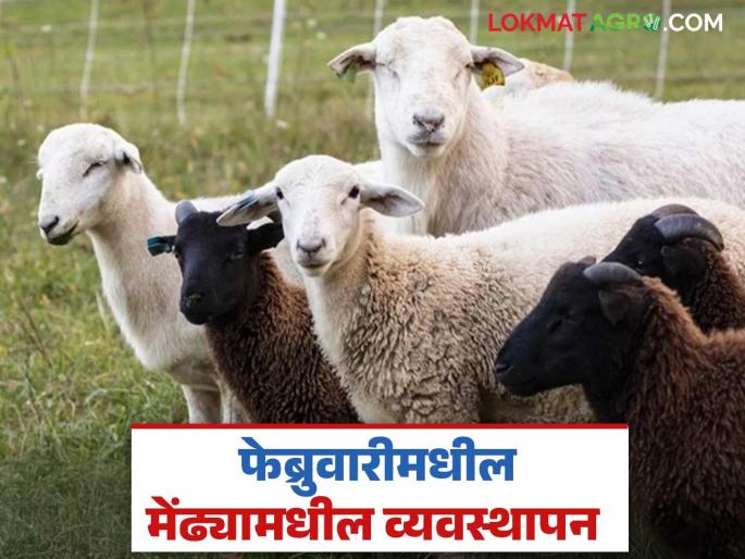 Latest News Mendhi Vyavsthapan How to manage sheep in February Learn in detail | Mendhi Vyavasthapan : फेब्रुवारी महिन्यांत मेंढ्यांचे व्यवस्थापन कसे कराल? जाणून घ्या सविस्तर  Latest News Mendhi Vyavsthapan How to manage sheep in February Learn in detail | Mendhi Vyavasthapan : फेब्रुवारी महिन्यांत मेंढ्यांचे व्यवस्थापन कसे कराल? जाणून घ्या सविस्तर
