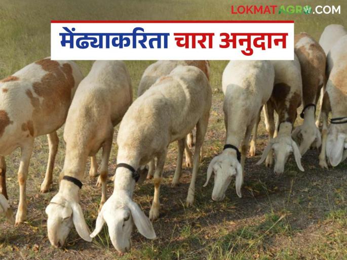 Good news for shepherds in the state; 7.33 crore grazing subsidy directly deposited in bank accounts | राज्यातील मेंढपाळांसाठी खुशखबर; ७.३३ कोटी चराई अनुदान थेट बँक खात्यात जमा Good news for shepherds in the state; 7.33 crore grazing subsidy directly deposited in bank accounts | राज्यातील मेंढपाळांसाठी खुशखबर; ७.३३ कोटी चराई अनुदान थेट बँक खात्यात जमा
