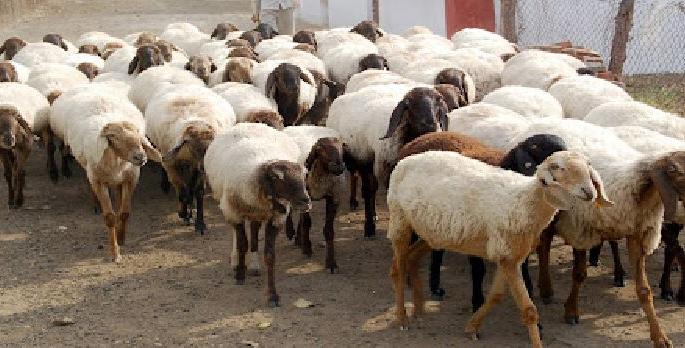 a fast moving truck crushed hundreds of sheep at Paratwada-Anjangaon road | भरधाव ट्रकने शंभरावर मेंढ्यांना चिरडले, परतवाडा-अंजनगाव मार्गावरील घटना