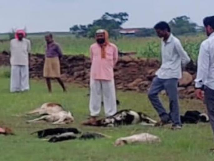 32 sheep killed in wolf attack at Bagewadi kolhapur; 20 sheep missing | बागेवाडी येथे लांडग्यांच्या हल्ल्यात ३२ मेंढ्यांचा मृत्यू; २० मेंढ्या गायब 32 sheep killed in wolf attack at Bagewadi kolhapur; 20 sheep missing | बागेवाडी येथे लांडग्यांच्या हल्ल्यात ३२ मेंढ्यांचा मृत्यू; २० मेंढ्या गायब