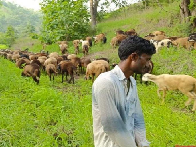 A fine of 10,000 is imposed on those who graze sheep in the Dyan Ganga sanctuary | ज्ञानगंगा अभायरण्यात मेंढ्या चराई करणाऱ्यास दहा हजारांचा दंड A fine of 10,000 is imposed on those who graze sheep in the Dyan Ganga sanctuary | ज्ञानगंगा अभायरण्यात मेंढ्या चराई करणाऱ्यास दहा हजारांचा दंड