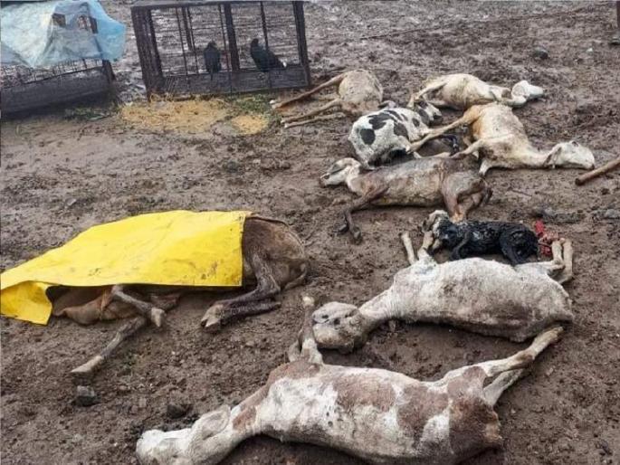 Sheep die after eating pods of Hivara tree at Belunki in Sangli | सांगलीतील बेळुंकी येथे हिवराच्या झाडाच्या शेंगा खाल्याने मेंढ्यांचा मृत्यू, दोन लाखांचे नुकसान Sheep die after eating pods of Hivara tree at Belunki in Sangli | सांगलीतील बेळुंकी येथे हिवराच्या झाडाच्या शेंगा खाल्याने मेंढ्यांचा मृत्यू, दोन लाखांचे नुकसान