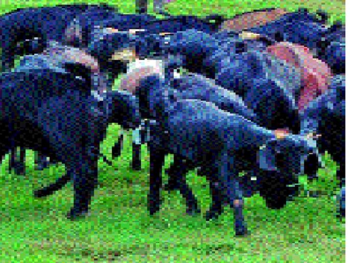 Sheila-Sheep Camps will be announced in Miraj-Jat taluka. | शेळी-मेंढी छावण्यांची घोषणा ठरणार मृगजळ -जत तालुक्यातील परिस्थिती :