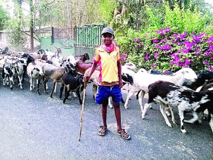 The shepherds came and went on their way | मेंढपाळ निघाले परतीच्या वाटेवर The shepherds came and went on their way | मेंढपाळ निघाले परतीच्या वाटेवर