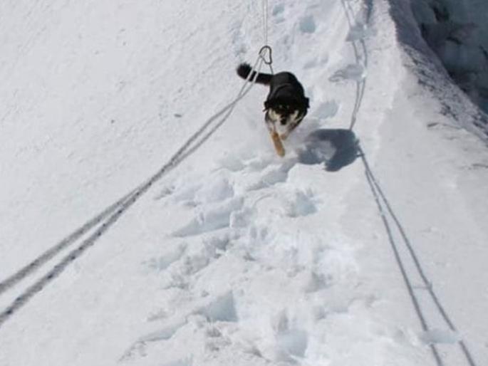 This stray dog first to climb himalayan summit without any training | कोणतही ट्रेनिंग न घेता हिमालय सर करणारी पहिली कुत्री! This stray dog first to climb himalayan summit without any training | कोणतही ट्रेनिंग न घेता हिमालय सर करणारी पहिली कुत्री!