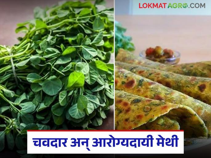 Latest News Methi Paratha Tasty and healthy fenugreek paratha, read the easy recipe | Methicha Paratha : चवदार अन् आरोग्यदायी असलेला मेथीचा पराठा, वाचा सोपी रेसिपी 