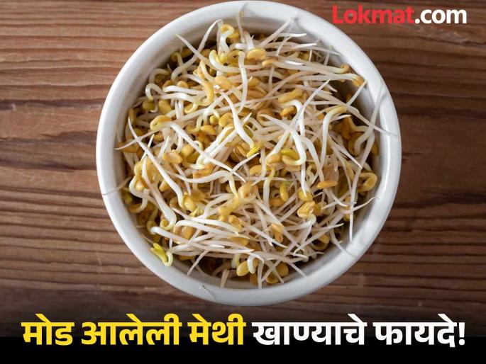 Amazing health benefits of eating Methi sprouts | केवळ मूगच नाही तर मोड आलेल्या मेथीनेही मिळतात जबरदस्त फायदे, वाचाल तर रोज खाल! Amazing health benefits of eating Methi sprouts | केवळ मूगच नाही तर मोड आलेल्या मेथीनेही मिळतात जबरदस्त फायदे, वाचाल तर रोज खाल!