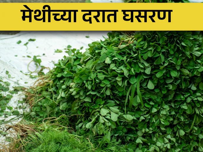 Methi Judi at five rupees, the production cost does not go away! | मेथी जुडी पाच रुपयांवर, उत्पादन खर्चही सुटेना! Methi Judi at five rupees, the production cost does not go away! | मेथी जुडी पाच रुपयांवर, उत्पादन खर्चही सुटेना!