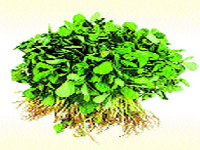 With the increase in arrivals, Fenugreek added five rupees | आवक वाढल्याने मेथी पाच रुपये जुडी With the increase in arrivals, Fenugreek added five rupees | आवक वाढल्याने मेथी पाच रुपये जुडी