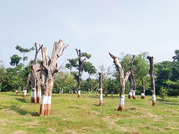 Over 60 percent of the replanted trees in the arena are dead | आरेतील पुनर्रोपित झाडांपैकी 60 टक्क्यांहून अधिक झाडे मृतावस्थेत Over 60 percent of the replanted trees in the arena are dead | आरेतील पुनर्रोपित झाडांपैकी 60 टक्क्यांहून अधिक झाडे मृतावस्थेत