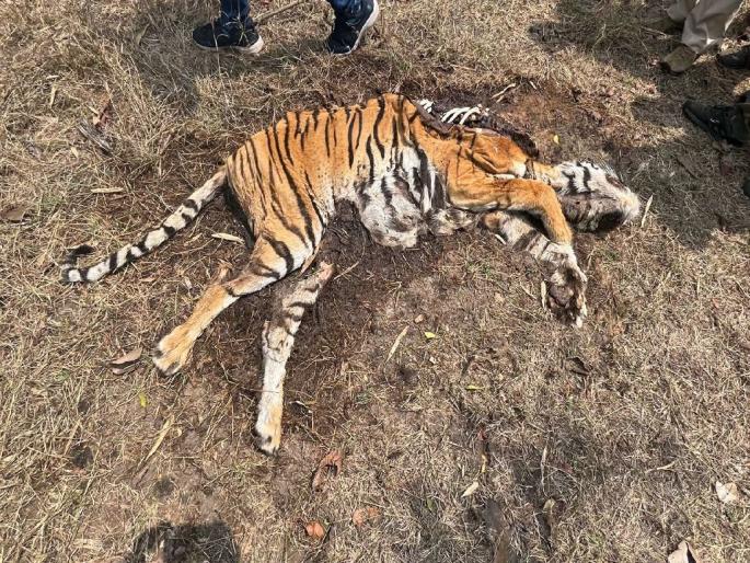 The mystery of the death of the tigress in gondpipri's Dhaba forest area remains | ‘त्या‘ वाघिणीच्या मृत्यूचे गूढ कायमच; गोंडपिपरी तालुक्यातील घटना The mystery of the death of the tigress in gondpipri's Dhaba forest area remains | ‘त्या‘ वाघिणीच्या मृत्यूचे गूढ कायमच; गोंडपिपरी तालुक्यातील घटना