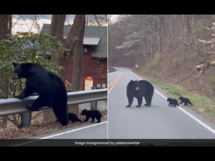 Mother bear guides her cubs while crossing road with 25 million views viral video | रस्ता पार करताना आपल्या पिल्लांची अशी काळजी घेतं अस्वल, व्हिडीओ पाहून पडाल प्रेमात Mother bear guides her cubs while crossing road with 25 million views viral video | रस्ता पार करताना आपल्या पिल्लांची अशी काळजी घेतं अस्वल, व्हिडीओ पाहून पडाल प्रेमात