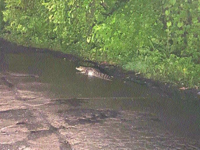 Free communication of Magaris in Mahad city | नागरिक धास्तावले : महाड शहरात मगरींचा मुक्तसंचार Free communication of Magaris in Mahad city | नागरिक धास्तावले : महाड शहरात मगरींचा मुक्तसंचार