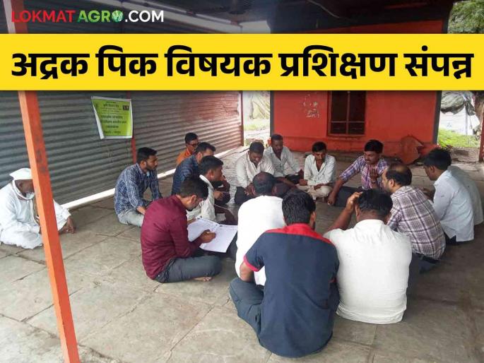 Training on modern management of ginger crop to farmers on behalf of Krishi Vigyan Kendra Gandheli | कृषी विज्ञान केंद्र गांधेलीच्या वतीने शेतकरी बांधवांना अद्रक पिकाच्या आधुनिक व्यवस्थापन विषयक प्रशिक्षण