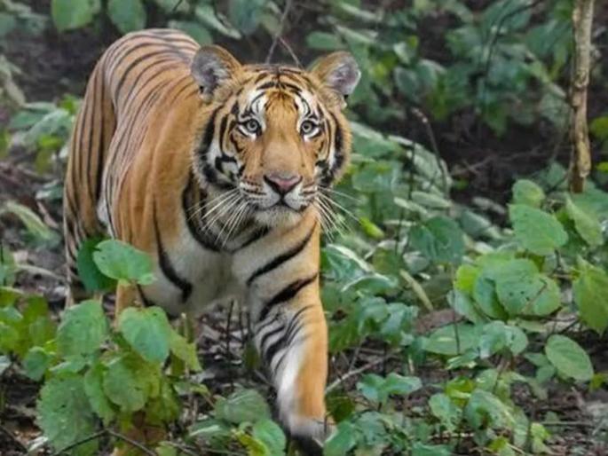 Goa: Goa Govt challenges Supreme Court to reserve tiger reserve order | Goa: राखीव व्याघ्रक्षेत्र आदेशास गोवा सरकारचे सुप्रिम कोर्टात आव्हान Goa: Goa Govt challenges Supreme Court to reserve tiger reserve order | Goa: राखीव व्याघ्रक्षेत्र आदेशास गोवा सरकारचे सुप्रिम कोर्टात आव्हान