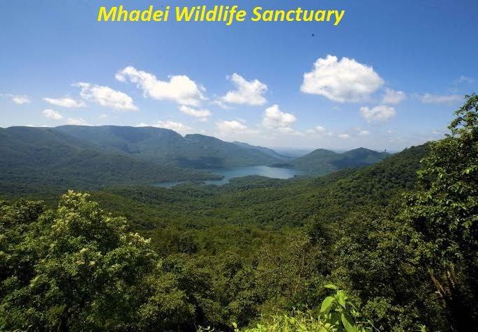 refusal to suspend the tiger zone order supreme court issued a notice to the goa foundation along with the centre | व्याघ्रक्षेत्र आदेश स्थगितीला नकार; सर्वोच्च न्यायालयाने केंद्रासह गोवा फाउंडेशनला दिली नोटीस refusal to suspend the tiger zone order supreme court issued a notice to the goa foundation along with the centre | व्याघ्रक्षेत्र आदेश स्थगितीला नकार; सर्वोच्च न्यायालयाने केंद्रासह गोवा फाउंडेशनला दिली नोटीस