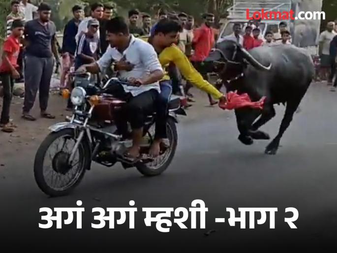 Training, diet plan for buffaloes, Buffalo owners in Kolhapur make special preparations for the competition | म्हशी, रेडकांना स्पर्धेसाठी सहा महिने अगोदर ट्रेनिंग, डायट प्लॅनही Training, diet plan for buffaloes, Buffalo owners in Kolhapur make special preparations for the competition | म्हशी, रेडकांना स्पर्धेसाठी सहा महिने अगोदर ट्रेनिंग, डायट प्लॅनही