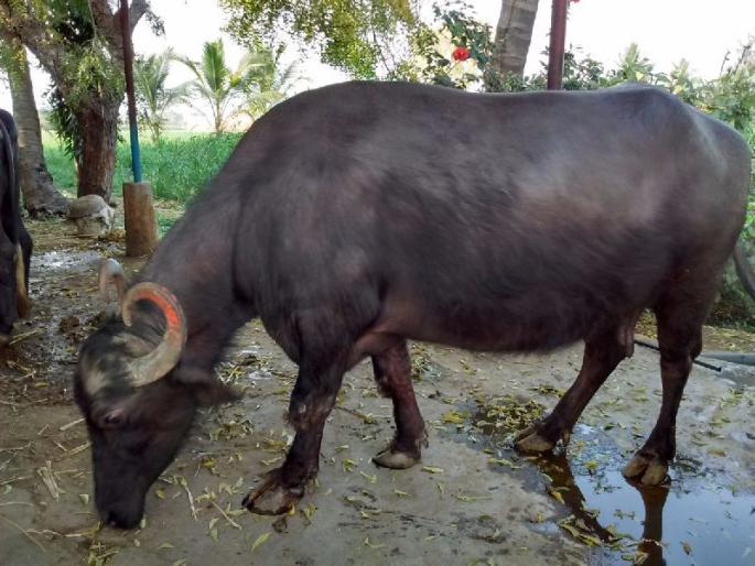 The buffaloes saved the owner's life | म्हशींनी वाचविले मालकाचे प्राण The buffaloes saved the owner's life | म्हशींनी वाचविले मालकाचे प्राण