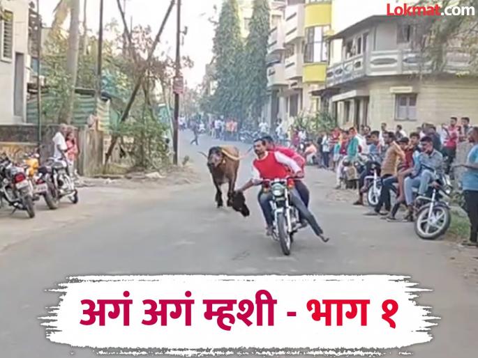 Unique Buffalo and Redku driving competitions in Kolhapur | शिट्टी वाजवून साद.. जगावेगळा म्हशी पळविण्याचा नाद; कोल्हापूरकरांच्या हौसेला मोल नाही Unique Buffalo and Redku driving competitions in Kolhapur | शिट्टी वाजवून साद.. जगावेगळा म्हशी पळविण्याचा नाद; कोल्हापूरकरांच्या हौसेला मोल नाही