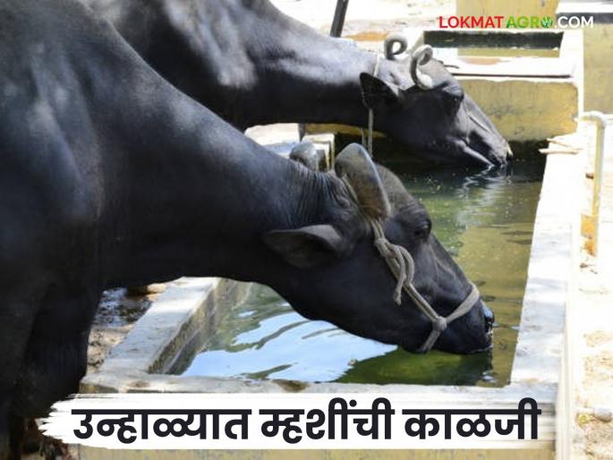 Latest News Buffalo Farming Take these precautions while raising buffaloes in summer | Buffalo Farming : ऊन वाढलंय! लाखोंचं नुकसान टाळण्यासाठी म्हशींची अशी घ्या काळजी, वाचा सविस्तर Latest News Buffalo Farming Take these precautions while raising buffaloes in summer | Buffalo Farming : ऊन वाढलंय! लाखोंचं नुकसान टाळण्यासाठी म्हशींची अशी घ्या काळजी, वाचा सविस्तर