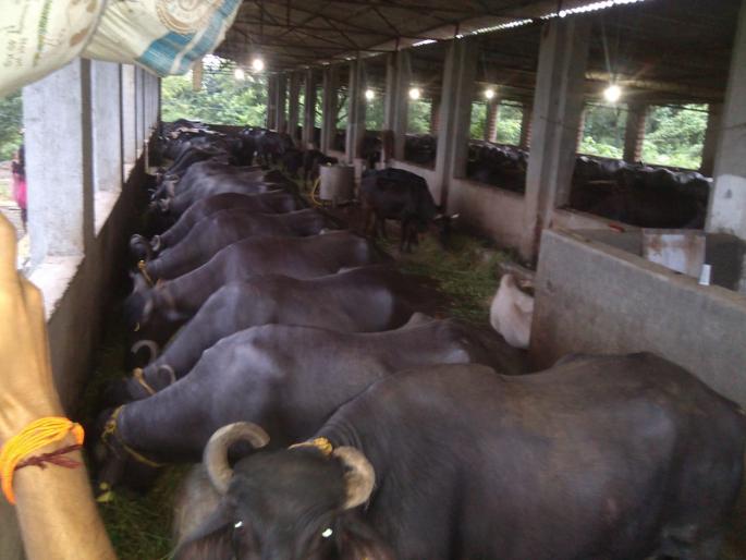 Lockdown Time on Buffalo Stables in Mumbai | corona virus --मुंबईतील म्हशींच्या तबेल्यांवर लॉकडाऊनची वेळ; चारा, खुराक महागले; तर दुधाचे भाव उतरले