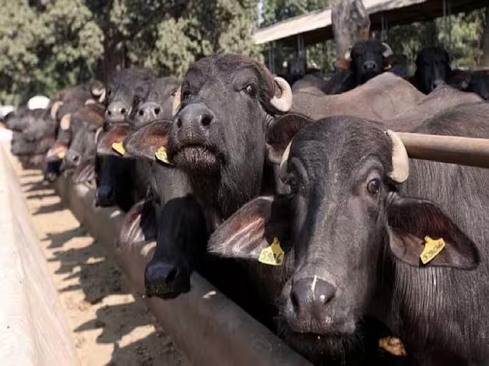 man stole stole buffalo at the age of 20 and arrested at the age of 78, incident in Karnataka | ऐकावं ते नवलंच! 20व्या वर्षी म्हैस चोरली अन् 78व्या वर्षी अटक झाली man stole stole buffalo at the age of 20 and arrested at the age of 78, incident in Karnataka | ऐकावं ते नवलंच! 20व्या वर्षी म्हैस चोरली अन् 78व्या वर्षी अटक झाली