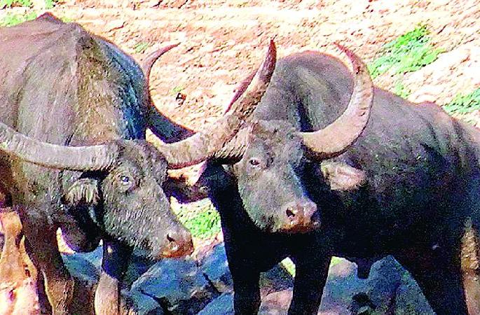Kolamarka reserve to be upgraded as sanctuary for wild buffaloes | काेलामार्काचे संरक्षित क्षेत्र हाेणार रानम्हशींचे अभयारण्य Kolamarka reserve to be upgraded as sanctuary for wild buffaloes | काेलामार्काचे संरक्षित क्षेत्र हाेणार रानम्हशींचे अभयारण्य