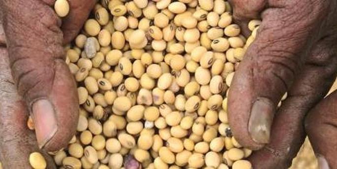 35% adulteration found in Mahabeej seeds! | महाबीजच्या बियाण्यात आढळली ३५ टक्के भेसळ ! 35% adulteration found in Mahabeej seeds! | महाबीजच्या बियाण्यात आढळली ३५ टक्के भेसळ !