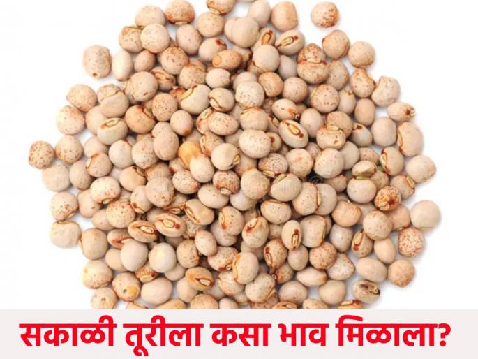 In the morning session, the highest arrival of red toori in Nagpur, the market price is getting | सकाळच्या सत्रात नागपूरमध्ये सर्वाधिक लाल तूरीची आवक, मिळतोय असा बाजारभाव In the morning session, the highest arrival of red toori in Nagpur, the market price is getting | सकाळच्या सत्रात नागपूरमध्ये सर्वाधिक लाल तूरीची आवक, मिळतोय असा बाजारभाव