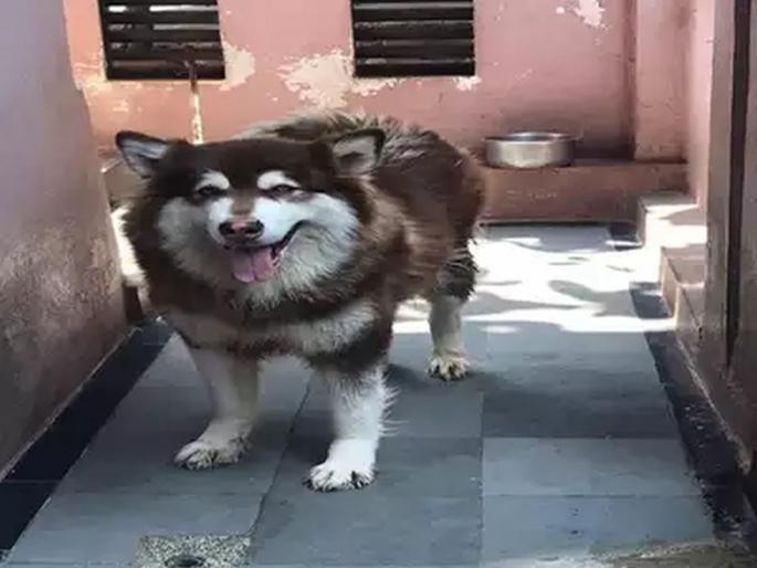 Eight crores dogs lost; Owner will pay a lump sum amount who find her | आठ कोटींची कुत्री हरवली; शोधून देणाऱ्यास मालक देणार घसघशीत रक्कम