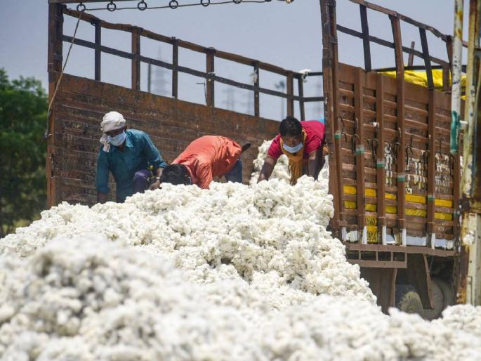 Cotton inflows are increasing, Varalakshmi, HKH are fetching medium staple market prices | कापसाची आवक वाढतेय, वरलक्ष्मी, एचकेएच मध्यम स्टेपलला मिळतोय असा बाजारभाव Cotton inflows are increasing, Varalakshmi, HKH are fetching medium staple market prices | कापसाची आवक वाढतेय, वरलक्ष्मी, एचकेएच मध्यम स्टेपलला मिळतोय असा बाजारभाव