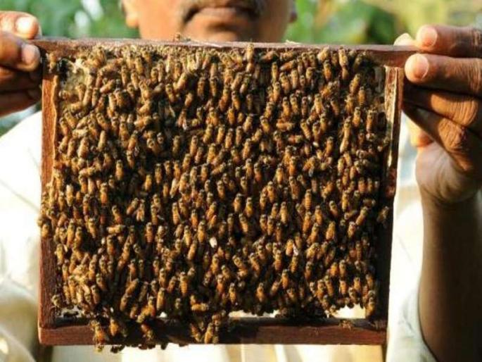 Farmer family beekeeper attack; One killed, three seriously injured | शेतकरी कुटुंबावर मधमाशांचा हल्ला; एकाचा मृत्यू, तीन गंभीर जखमी Farmer family beekeeper attack; One killed, three seriously injured | शेतकरी कुटुंबावर मधमाशांचा हल्ला; एकाचा मृत्यू, तीन गंभीर जखमी