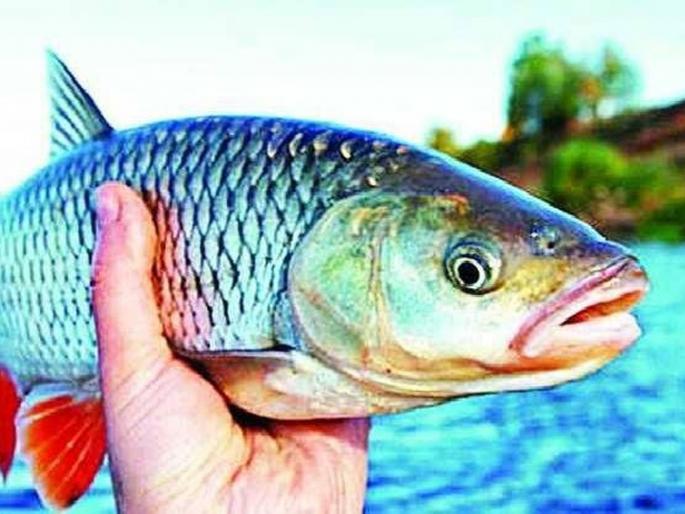 crisis over the existence of the ‘tiger’ in the water avoided; Mahashir fish still reamins | गाेड्या पाण्यातील ‘वाघा’च्या अस्तित्वावरचे संकट टळले; ‘महाशीर’ला वाचवण्याच्या प्रयत्नांना यश crisis over the existence of the ‘tiger’ in the water avoided; Mahashir fish still reamins | गाेड्या पाण्यातील ‘वाघा’च्या अस्तित्वावरचे संकट टळले; ‘महाशीर’ला वाचवण्याच्या प्रयत्नांना यश