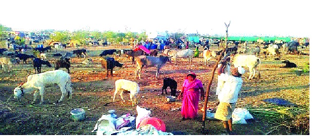 In the Mhaswad camp, three and a half animals enter | म्हसवडच्या छावणीत साडेतीन हजार जनावरे दाखल In the Mhaswad camp, three and a half animals enter | म्हसवडच्या छावणीत साडेतीन हजार जनावरे दाखल