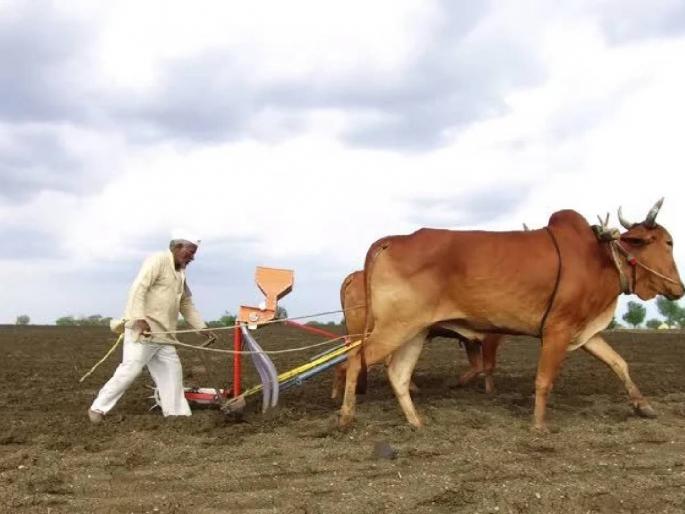 Agricultural Weather Advisory Chhtrapati Sambhajinagar: What varieties should farmers choose for sowing? | शेतकऱ्यांसाठी पेरणीसाठी कोणत्या वाणांची निवड करावी? छत्रपती संभाजीनगरमध्ये पुढील पाच दिवस हवामान.. Agricultural Weather Advisory Chhtrapati Sambhajinagar: What varieties should farmers choose for sowing? | शेतकऱ्यांसाठी पेरणीसाठी कोणत्या वाणांची निवड करावी? छत्रपती संभाजीनगरमध्ये पुढील पाच दिवस हवामान..