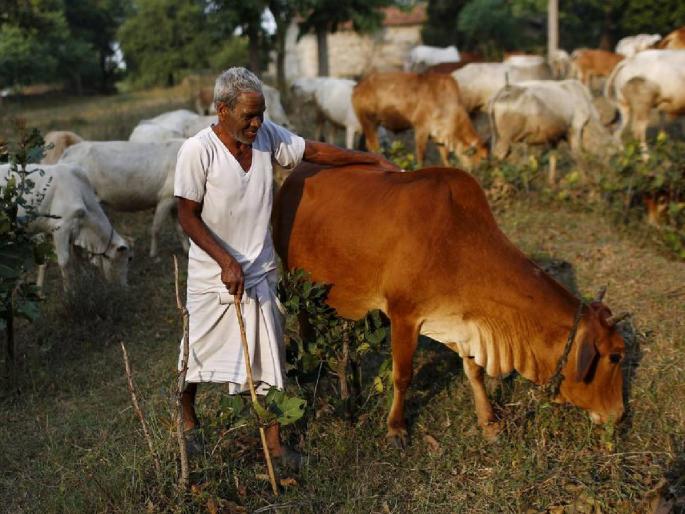 Tomato livestock bet as prices drop | भाव घसरल्याने टोमॅटो पशुधनाच्या दावणीला, शेतकरी हतबल