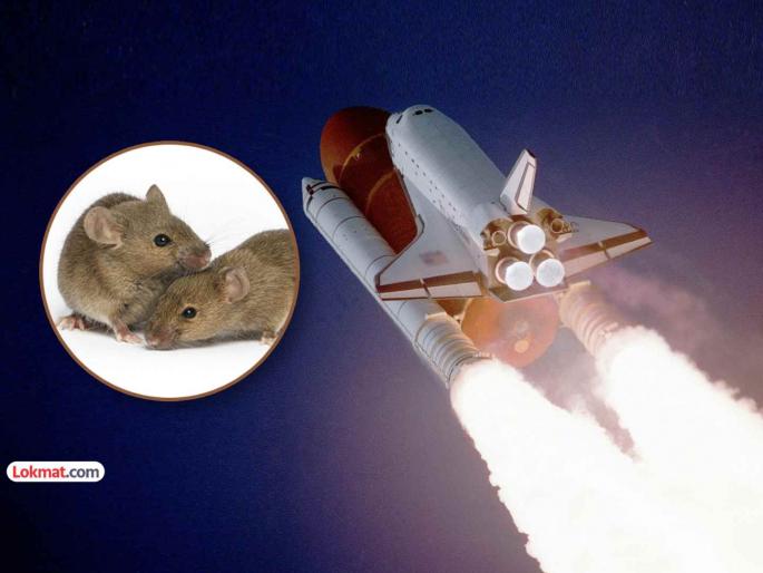 china sends pair of mice into space new mission for space dominance begins | चीननं अंतराळात पाठवली उंदरांची जोडपी; अंतराळातील वर्चस्वासाठी नव्या माेहिमेचा प्रारंभ china sends pair of mice into space new mission for space dominance begins | चीननं अंतराळात पाठवली उंदरांची जोडपी; अंतराळातील वर्चस्वासाठी नव्या माेहिमेचा प्रारंभ