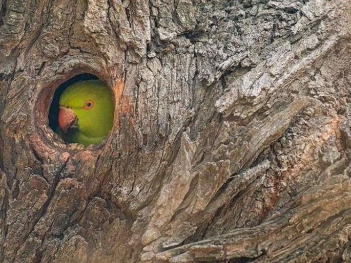 coronavirus: A new parrot is beginning to grow, suggesting that the stay at home in corona lock down | coronavirus: 'जवा नवीन पोपट हा, लागलाय घरामंदीच राहा, असं सांगायला'