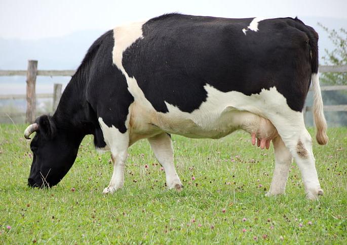 3 thousand 357 applications for milch cows-buffaloes; Only 470 qualified | दुधाळ गाय- म्हशींसाठी ३ हजार ३५७ अर्ज; केवळ ४७० पात्र 3 thousand 357 applications for milch cows-buffaloes; Only 470 qualified | दुधाळ गाय- म्हशींसाठी ३ हजार ३५७ अर्ज; केवळ ४७० पात्र