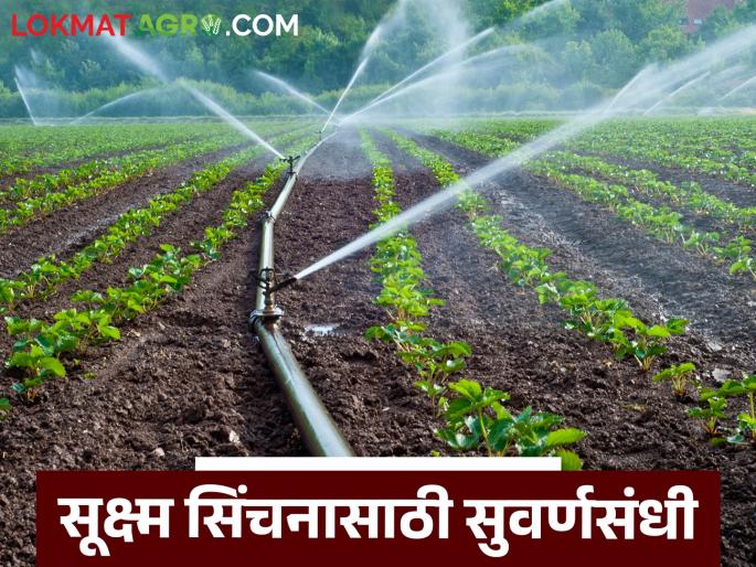 latest news Micro Irrigation : Golden opportunity for micro irrigation! Farmers will get direct subsidy in their accounts Read in detail | Micro Irrigation : सूक्ष्म सिंचनासाठी सुवर्णसंधी! शेतकऱ्यांना मिळणार थेट खात्यात अनुदान वाचा सविस्तर latest news Micro Irrigation : Golden opportunity for micro irrigation! Farmers will get direct subsidy in their accounts Read in detail | Micro Irrigation : सूक्ष्म सिंचनासाठी सुवर्णसंधी! शेतकऱ्यांना मिळणार थेट खात्यात अनुदान वाचा सविस्तर