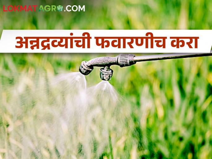 Spraying of nutrients on crops is beneficial for increasing crop yield | पीक उत्पादन वाढीसाठी पिकांवर अन्नद्रव्यांची फवारणी फायदेशीर Spraying of nutrients on crops is beneficial for increasing crop yield | पीक उत्पादन वाढीसाठी पिकांवर अन्नद्रव्यांची फवारणी फायदेशीर